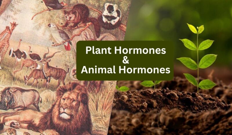 Plant Hormones and Animal Hormones