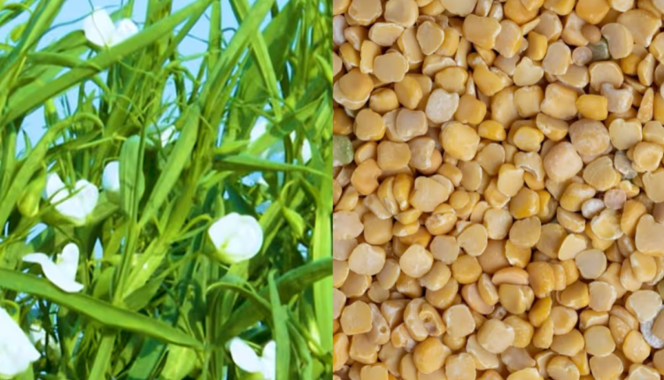 Why is crop of khesari called farmer's 'Insurance crop'?