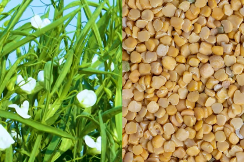 Why is crop of khesari called farmer's 'Insurance crop'?