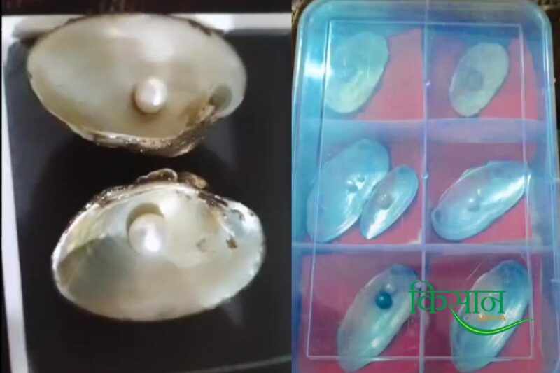 Samman 2024 : Patnayakuni Geeta Ramakrishna became the pioneer farmer of pearl farming in organic farming 