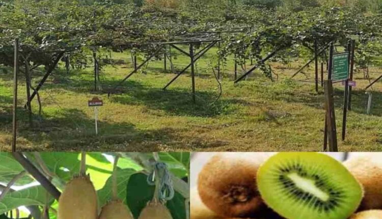 Kiwi farming in Kashmir: A success story