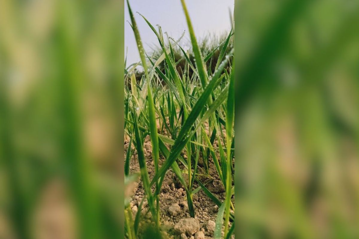 winter affects farming (1) winter affects farming (1)