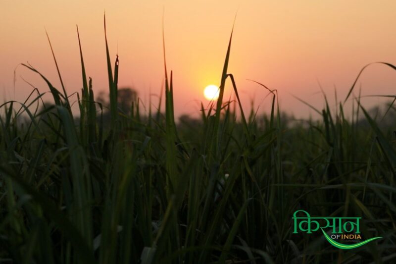 Shiv Kumar increased profit and production by adopting new technology in farming