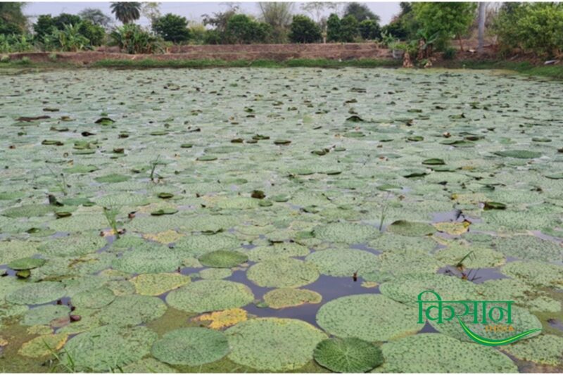 Makhana Farming
