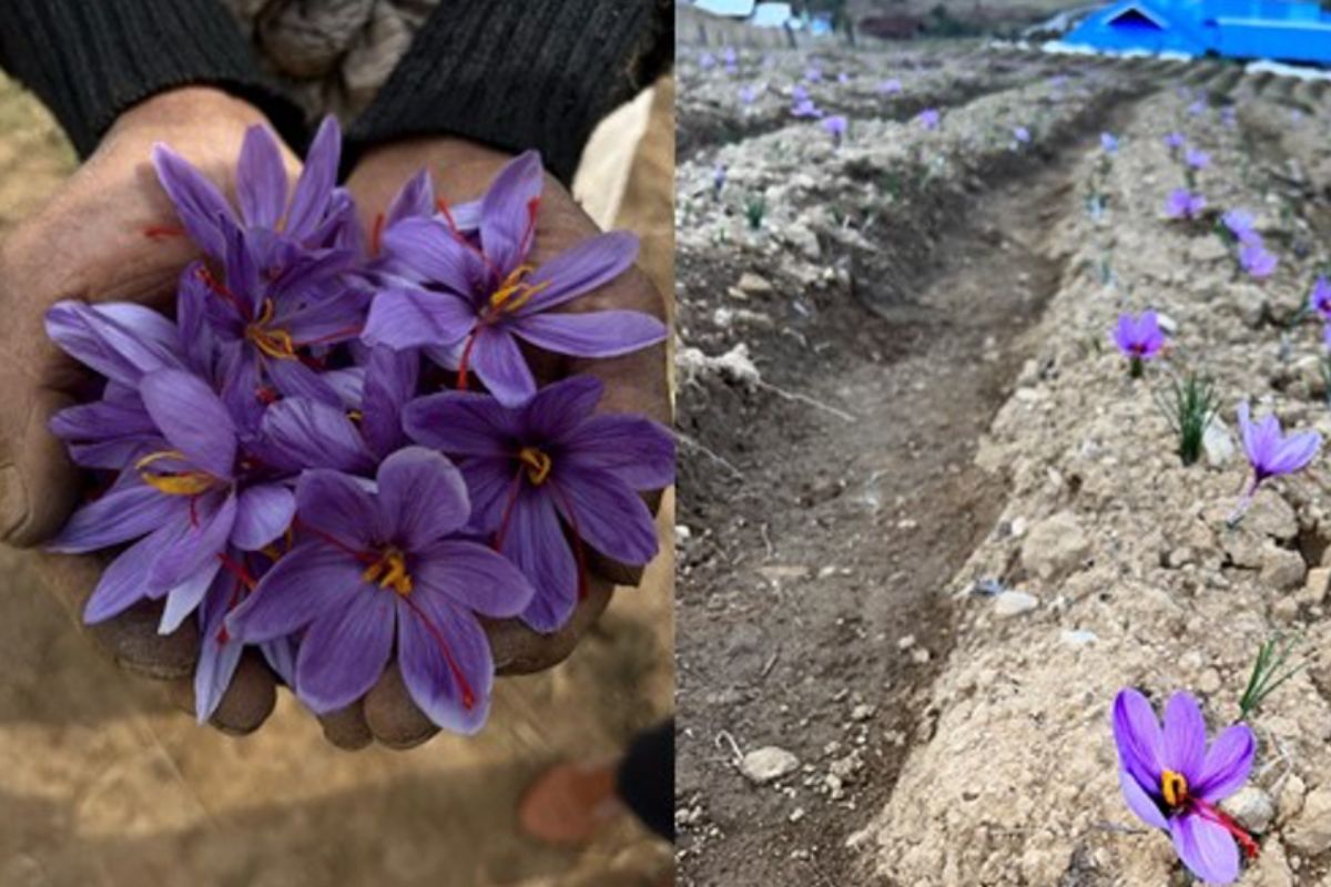 Purple Revolution