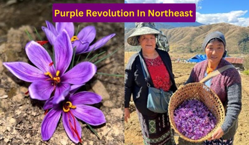purple revolution 8