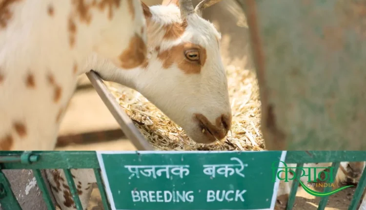 goat farming new techniques