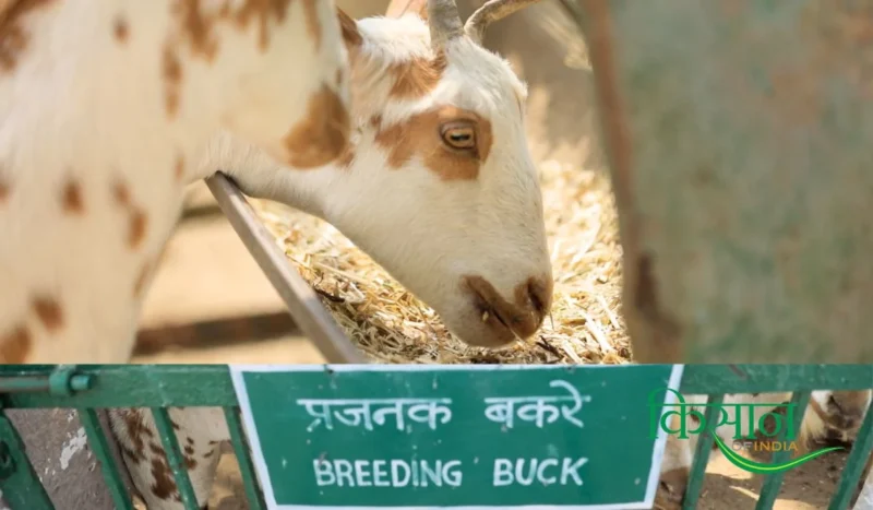 goat farming new techniques