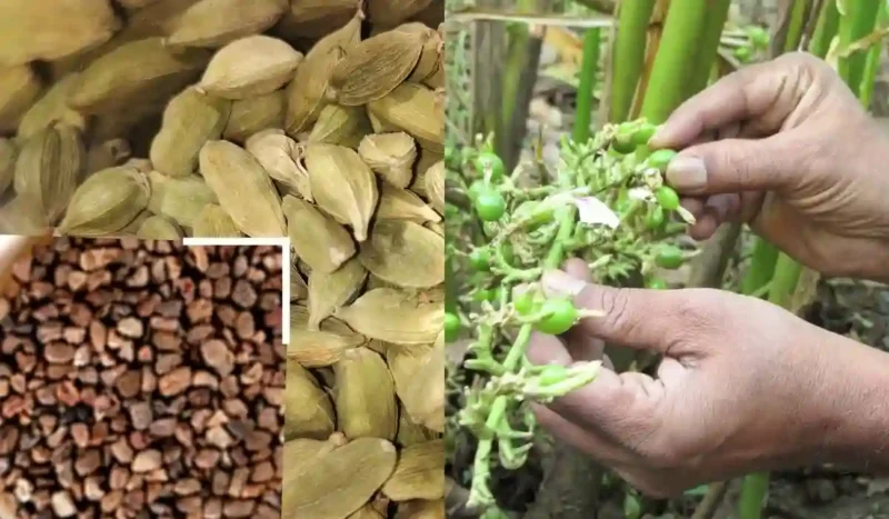 Cardamom cultivation 2