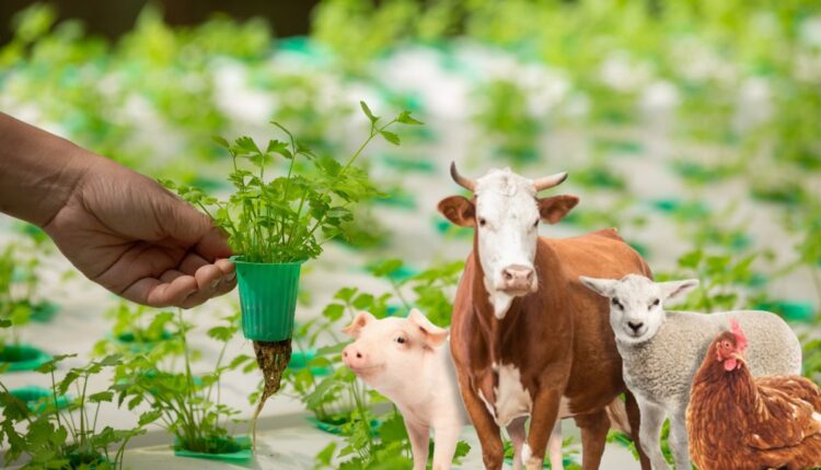 Sustainable Agriculture