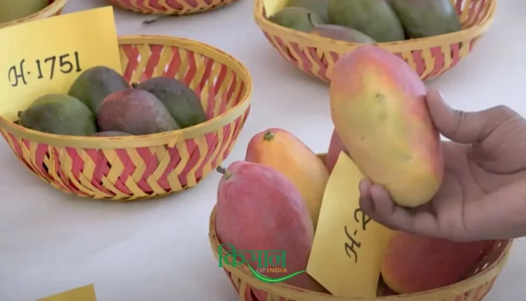 Mango Blossom Blight disease can reduce mango production, prevent it like this
