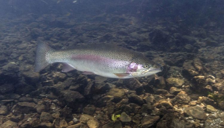 Fisheries: Dr. Meera explains how fish feed is prepared at low cost in a domestic way