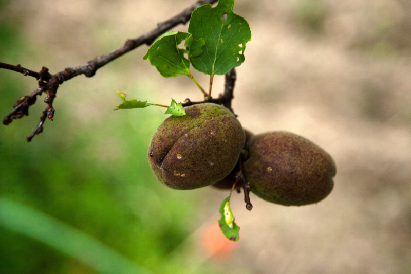 Apricot Cultivation: Market for Apricot Products set up in Ladakh by forming FPO