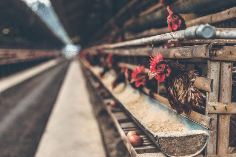 Poultry Health Management: How to take care of and manage poultry? Know some effective tips