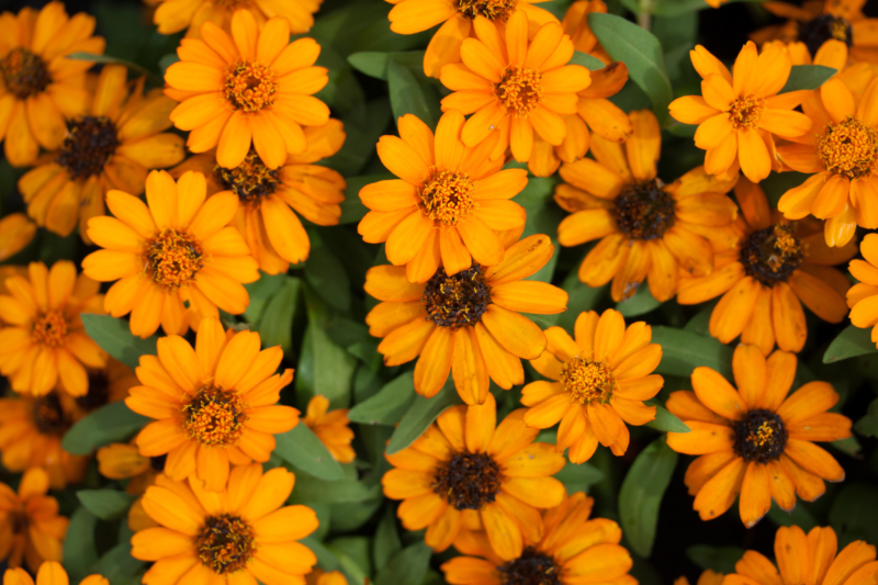 Calendula Flower: Calendula flower is useful in many things, things related to the cultivation of Pot Marigold