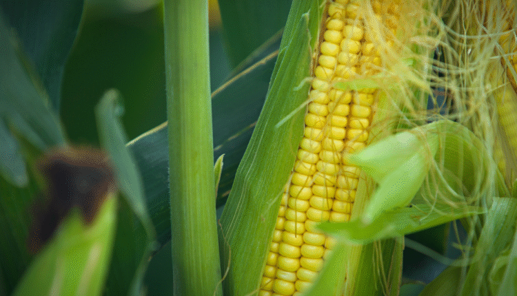 Crop Psychology: Understanding Plant Behaviours to Improve Agricultural Practices