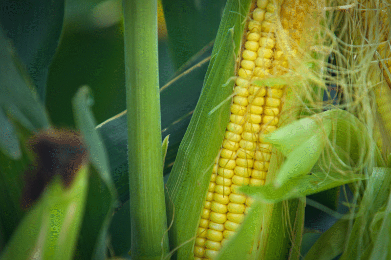 Crop Psychology: Understanding Plant Behaviours to Improve Agricultural Practices 