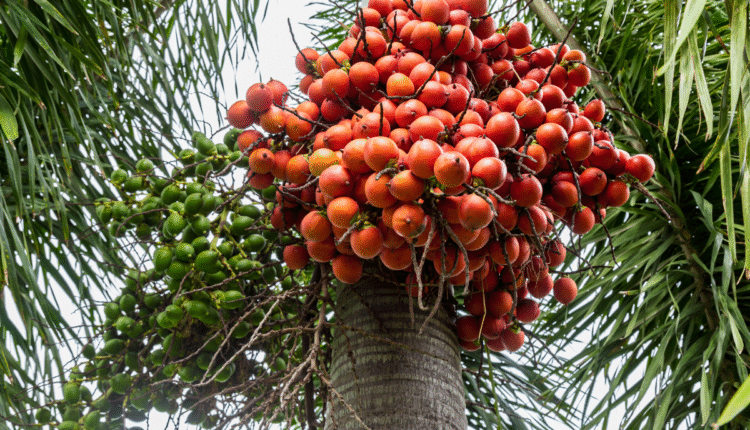 Arecanut Cultivation: Which crops can farmers cultivate along with arecanut to get profit?