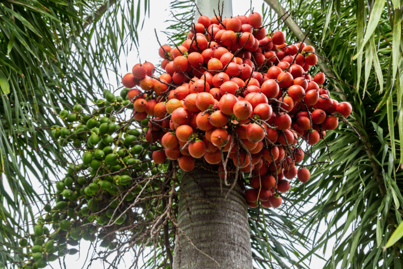 Arecanut Cultivation: Which crops can farmers cultivate along with arecanut to get profit?