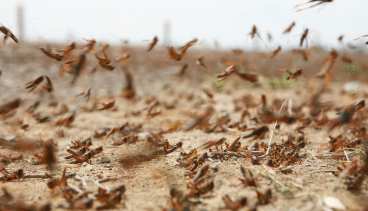 Locust Management: How to protect crops from the most dangerous desert locusts?