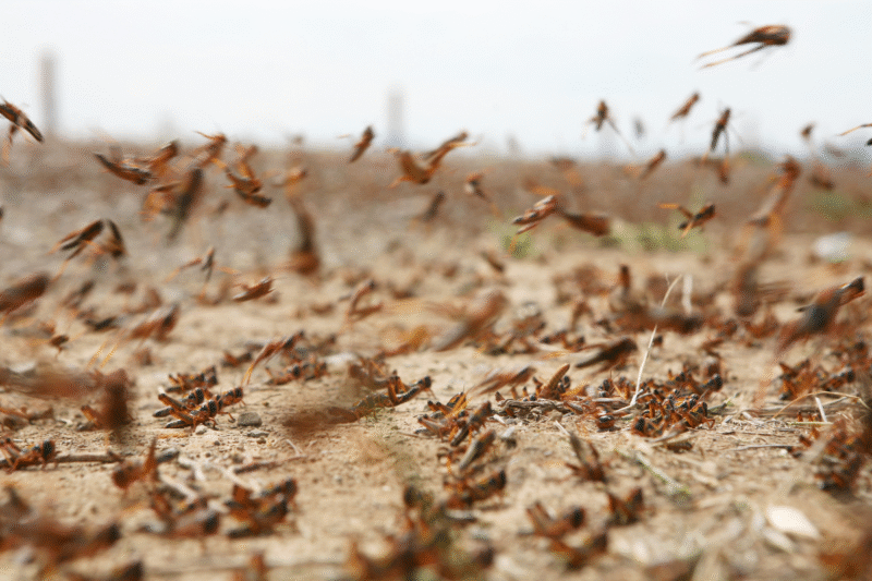 Locust Management: How to protect crops from the most dangerous desert locusts?