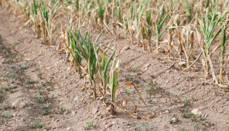 You can grow these 11 crops in drought-prone areas, Drought Resistant Crops give good yield
