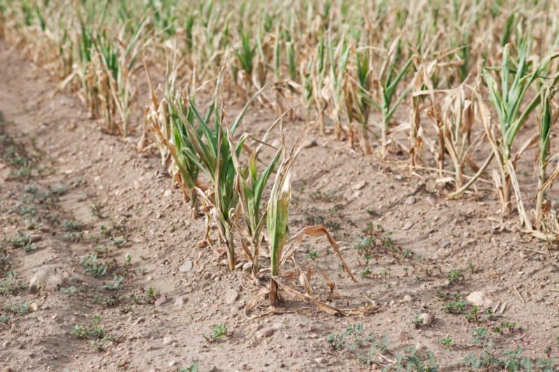 You can grow these 11 crops in drought-prone areas, Drought Resistant Crops give good yield