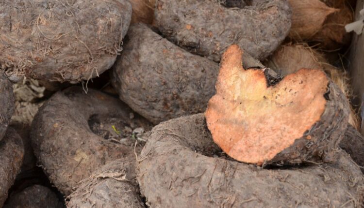 How to make good profit in low cost in the cultivation of Suran? Take advantage of subsidy