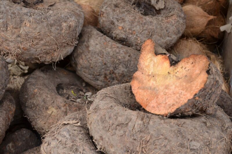 How to make good profit in low cost in the cultivation of Suran? Take advantage of subsidy
