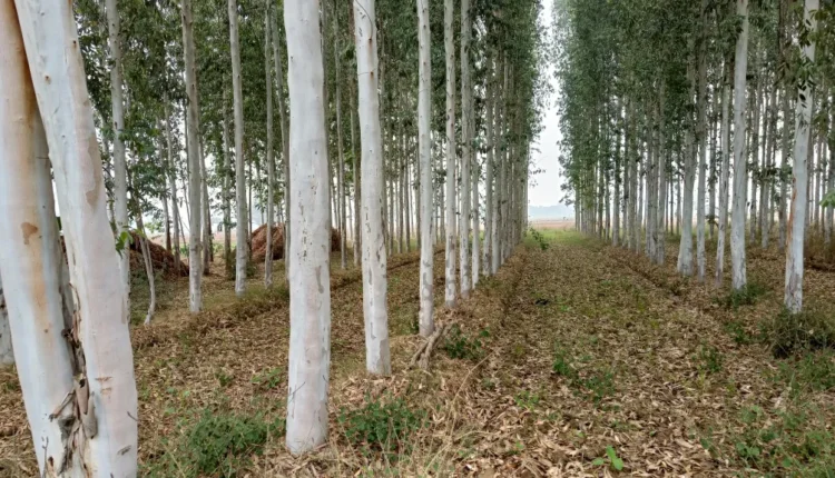 Eucalyptus Farming: How is the market problem being overcome to promote eucalyptus cultivation?