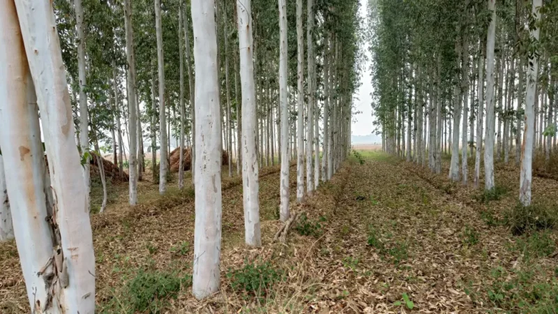 Eucalyptus Farming: How is the market problem being overcome to promote eucalyptus cultivation?