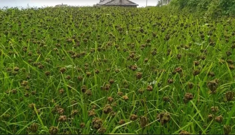 Millet Farming: Why Farmers Should Focus on Millets in 2025