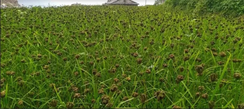 Millet Farming: Why Farmers Should Focus on Millets in 2025