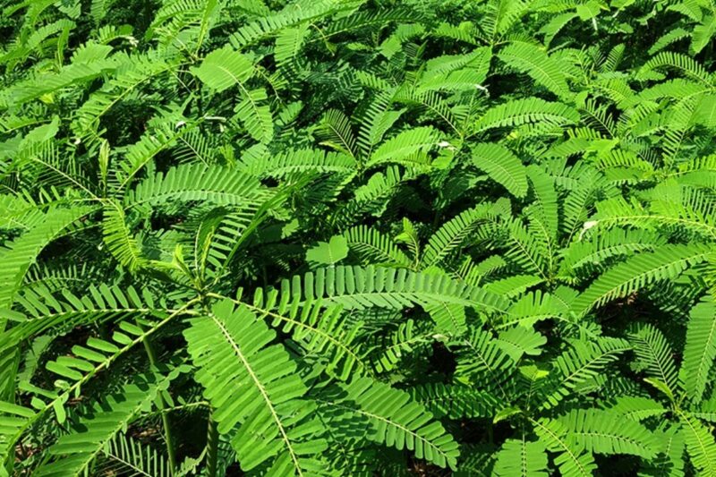 Green Manure Crops: Boost Soil Fertility & Profit at Low Cost!