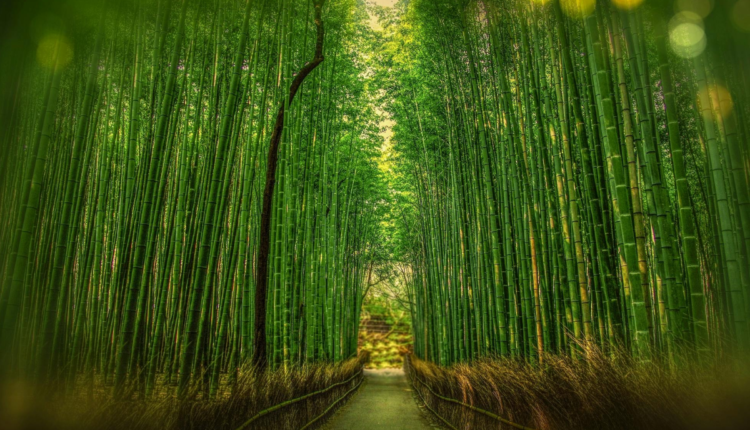 Bamboo Cultivation: Know why bamboo is wonderful and evergreen