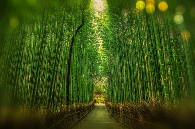 Bamboo Cultivation: Know why bamboo is wonderful and evergreen