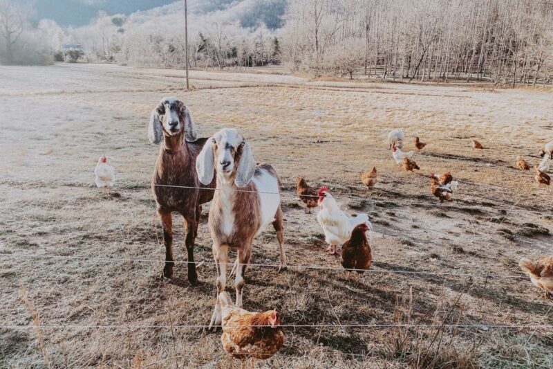 Profit from Integrated Aquaculture Poultry Goat Farming System