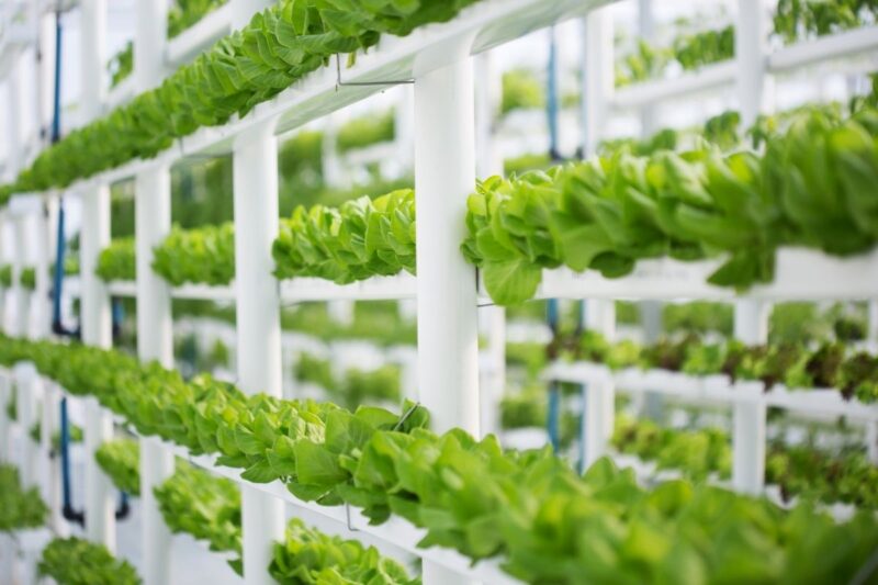 What are Urban Farming Trends? How is urban farming becoming a source of income?