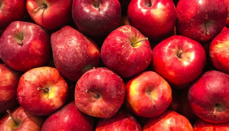 Apple Farming in Plains: Varieties and Success Story Explained