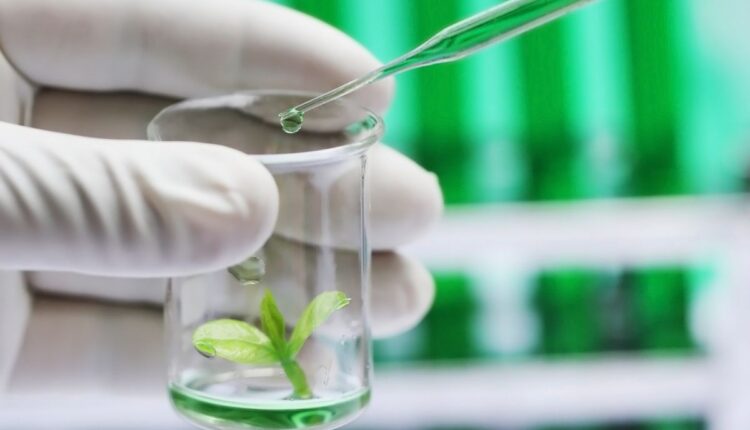 The Rise of Lab-Grown Foods: What It Means for Traditional Farmers and How to Adapt