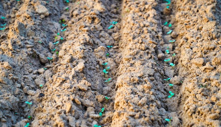 Guar Cultivation: Advanced Methods Yield Quality Fodder