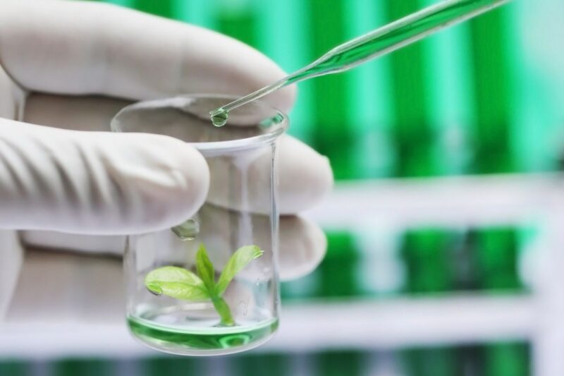 The Rise of Lab-Grown Foods: What It Means for Traditional Farmers and How to Adapt