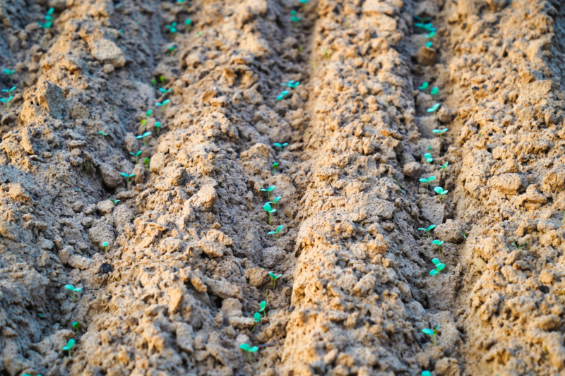 Guar Cultivation: Advanced Methods Yield Quality Fodder