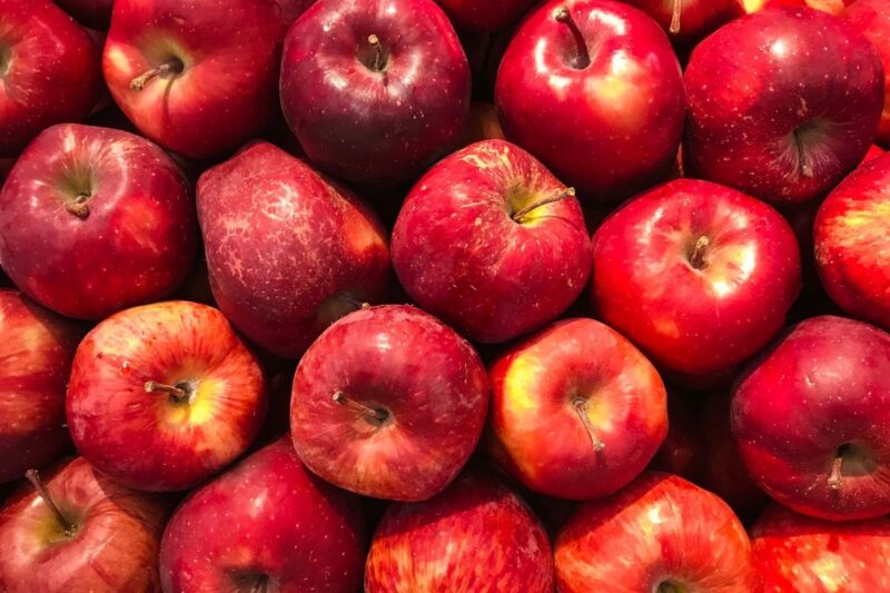 Apple Farming in Plains: Varieties and Success Story Explained