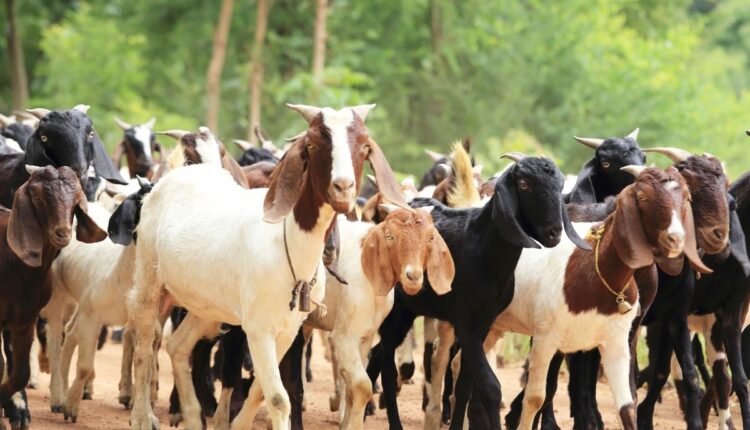 Goat Husbandry And Organic Farming: Goat farming and organic farming is a sustainable and profitable agricultural model