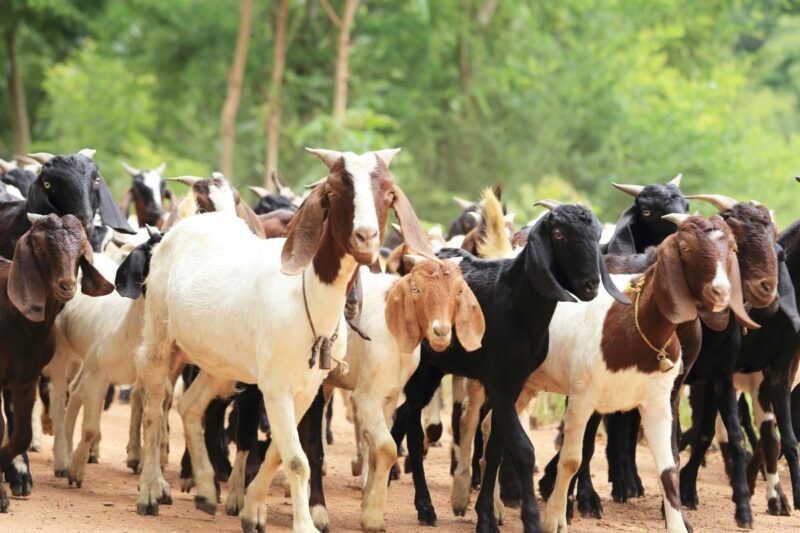 Goat Husbandry And Organic Farming: Goat farming and organic farming is a sustainable and profitable agricultural model 
