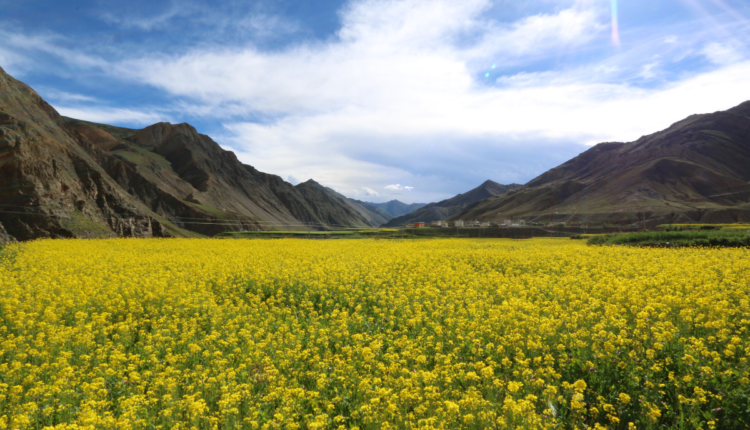 Organic Farming: Hemraj Prajapati changed the thinking of the village and his own fate through organic farming