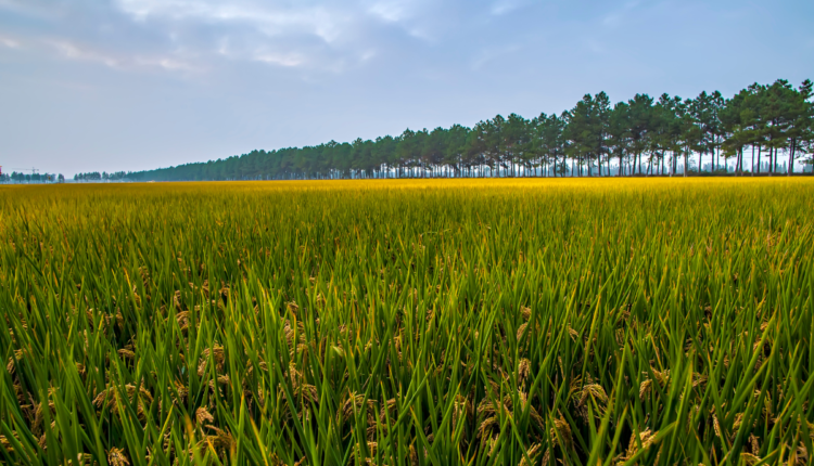 Inspiring story of successful agri startup by Chetan Kanjibhai Mendapara