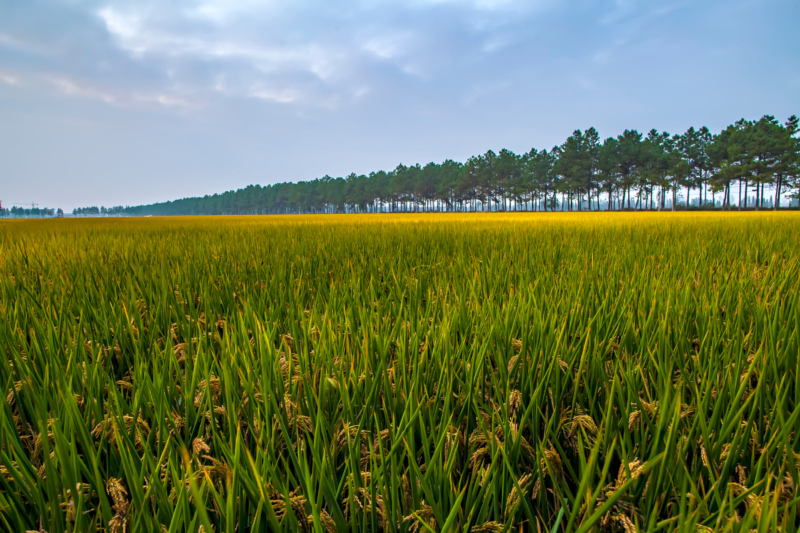 Inspiring story of successful agri startup by Chetan Kanjibhai Mendapara