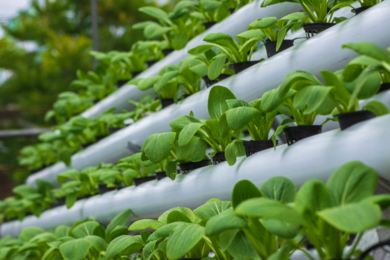 Hydroponics - How to do farming without soil, know from Dr. Dheeraj Kumar